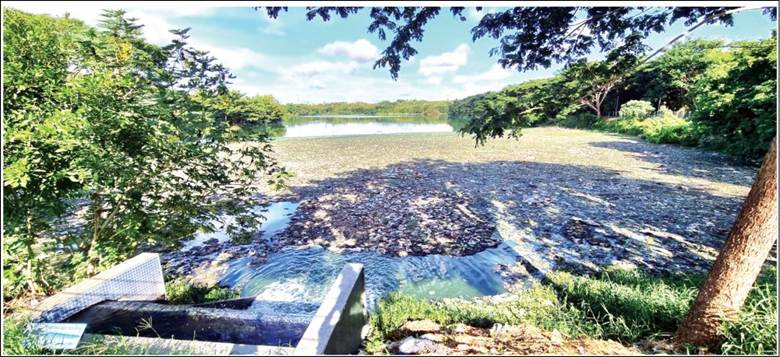 Hebbal Lake’s restoration success story loses its way image