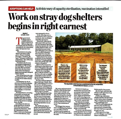 dog shelter 1